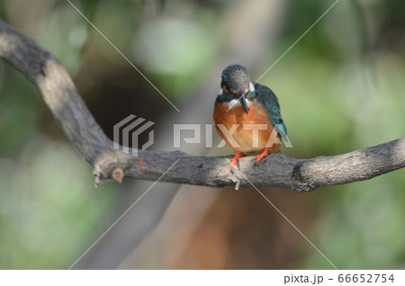 水面を凝視して獲物を狙うメスのカワセミ（根川緑道･立川公園／東京都立川市） 66652754