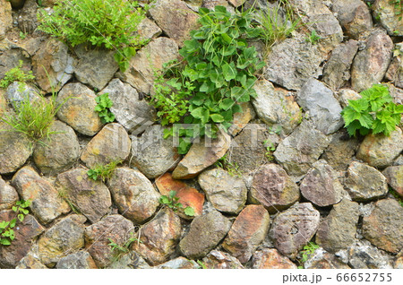 石垣(佐渡島 佐渡金山・北沢地区の「浮遊選鉱場跡」/新潟県佐渡市相川北沢町3-2) 石垣(佐渡島 佐渡金山・北沢地区の「浮遊選鉱場跡」/新潟県佐渡市相川北沢町3-2) 66652755