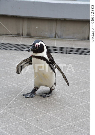 フンボルトペンギン(イメージ) フンボルトペンギン(イメージ) 66652838