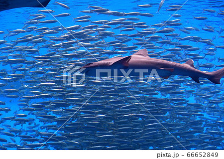 仙台うみの杜水族館 大水槽(宮城県) 仙台うみの杜水族館 大水槽(宮城県) 66652849