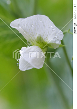 白く綺麗なソラマメの花 そら豆 品種名 初姫 の写真素材