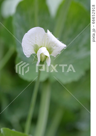 白く綺麗なそら豆の花 ソラマメの品種 初姫 の写真素材