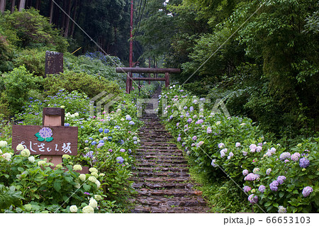 栃木市 太平山 あじさい坂の写真素材