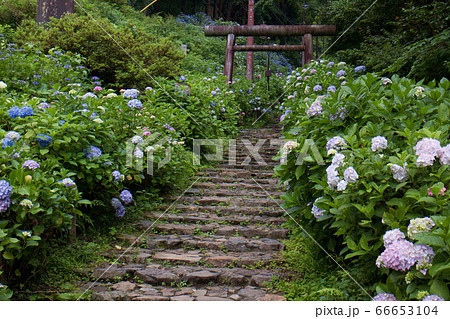 栃木市 太平山 あじさい坂の写真素材