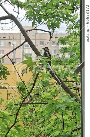 a moment of a bird looking out at the window to look at the weather to go out 66653172