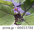 ベランダのプランターで咲くナスの花 66653788