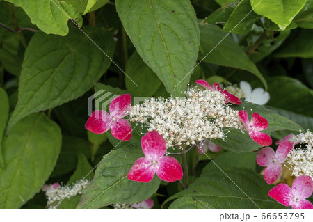 額紫陽花 ガクアジサイ の赤い花の写真素材