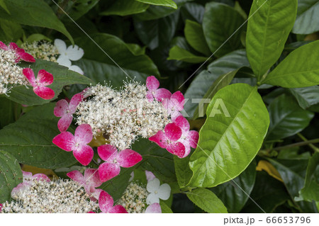 額紫陽花 ガクアジサイ の赤い花の写真素材