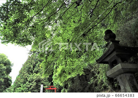 箱根神社の森 箱根神社の森 66654383