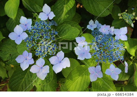 八景島の紫陽花 66654384