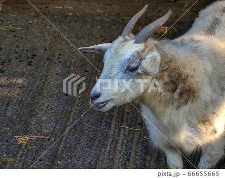 white goat with two horns in the fold white goat with two horns in the fold 66655665