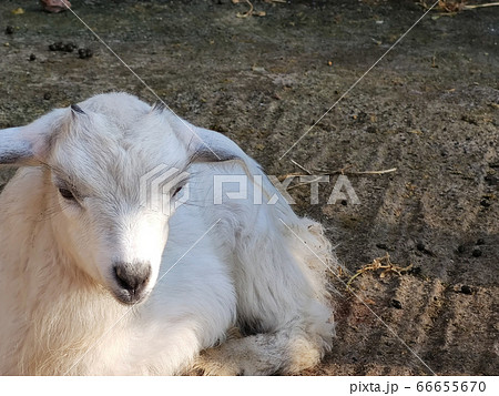 a small white goat with two horns in the fold 66655670