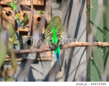 wonderful bird sitting in a cage wonderful bird sitting in a cage 66655686