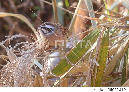 ススキの穂の種を食べるホオジロ 冬 野鳥の写真素材