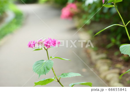 アジサイの花 コマチ アジサイの花 コマチ 66655841