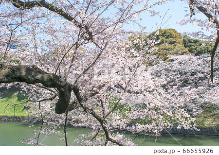 東京都　千鳥ヶ淵　満開の桜 66655926