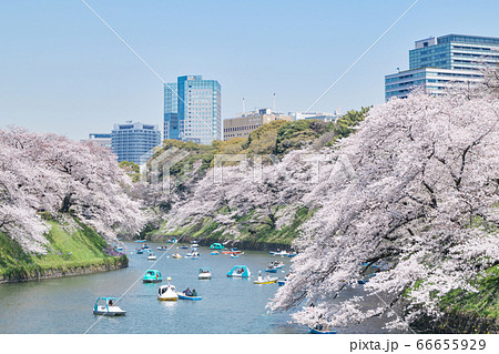 東京都　千鳥ヶ淵　満開の桜 66655929