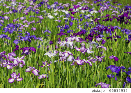 菖蒲咲くころの北山公園　カラフルなハナショウブ 66655955