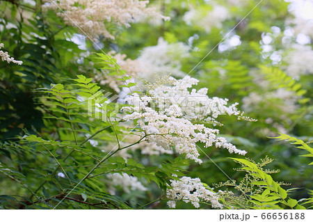 ホザキナナカマドの花 66656188