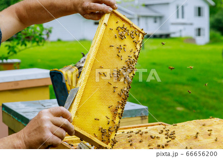 Beekeeper works on takes out frames with Beekeeper works on takes out frames with 66656200