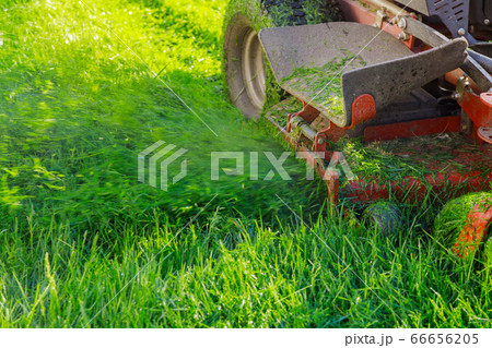 Close up of cutting grass with using petrol lawn Close up of cutting grass with using petrol lawn 66656205