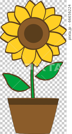 鉢に入った向日葵の花のイラスト素材 [66656224] - PIXTA