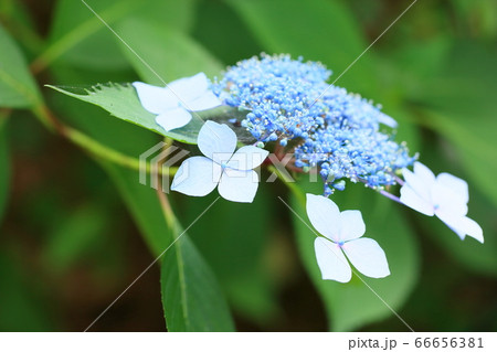アジサイの花 宵の里 アジサイの花 宵の里 66656381