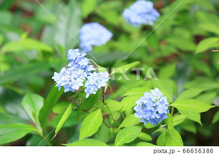 ヤマアジサイの花 イヤテマリ ヤマアジサイの花 イヤテマリ 66656386