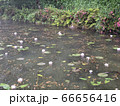 池 66656416
