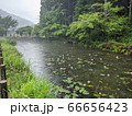 池 66656423