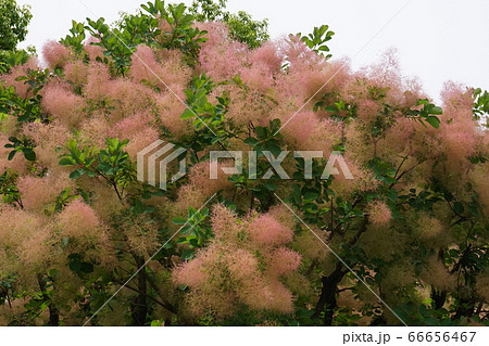 ケムリノ木 66656467