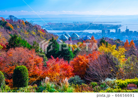 布引ハーブ園の紅葉と神戸の街並 布引ハーブ園の紅葉と神戸の街並 66656691