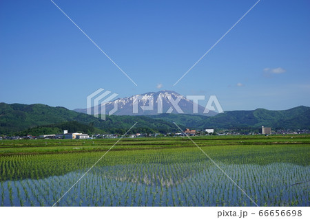 水田は岩手山を映す水鏡 水田は岩手山を映す水鏡 66656698