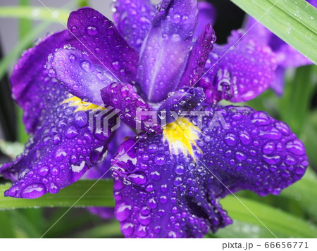 花菖蒲 66656771