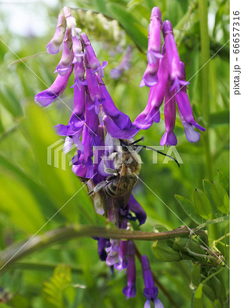 ニッポンヒゲナガハナバチ 赤紫色のナヨクサフジの花の蜜を吸う