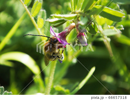 カラスノエンドウの花に顔を突っ込むハナバチ 66657318