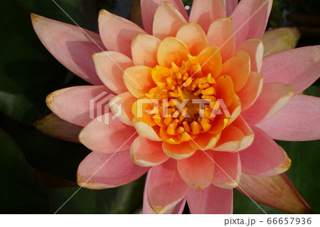 スイレンノ花 桃色 スイレンノ花 桃色 66657936