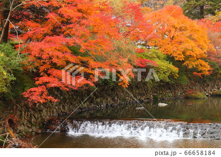 紅葉・京都 66658184