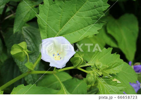 オオセンナリ(大千成)の咲き始め オオセンナリ(大千成)の咲き始め 66658723