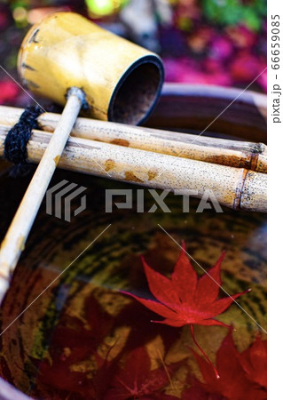 平岡樹芸センターの紅葉 66659085