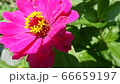 サルスベリ 夏 花 66659197