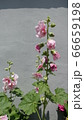 葵 花 夏 66659198