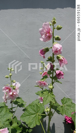 葵 花 夏 66659198