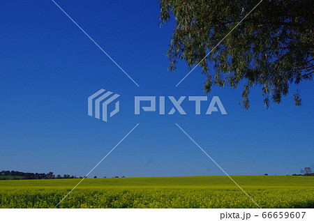 青空と菜の花畑　オーストラリア　パース郊外 66659607