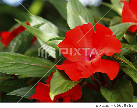 ニューギニア　インパチエンス 66659865