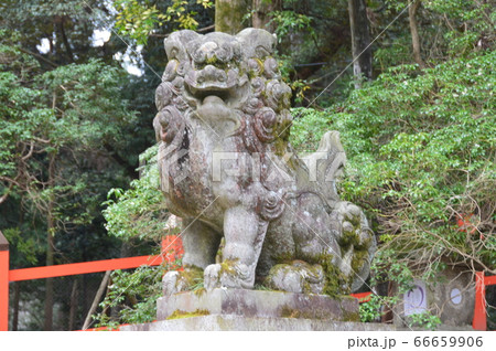 狛犬の石像(阿形像)(春日大社/奈良県奈良市春日野町) 狛犬の石像(阿形像)(春日大社/奈良県奈良市春日野町) 66659906