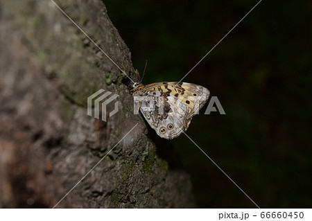 サトキマダラヒカゲ サトキマダラヒカゲ 66660450