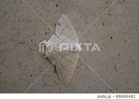 シロツバメエダシャク 66660482