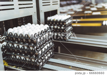 egg factory industry poultry conveyor production egg factory industry poultry conveyor production 66660660