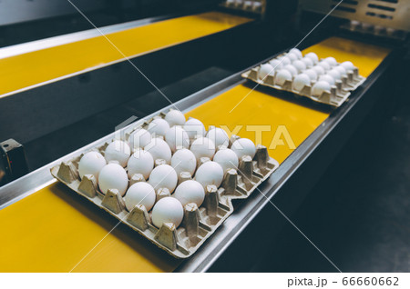 egg factory industry poultry conveyor production egg factory industry poultry conveyor production 66660662